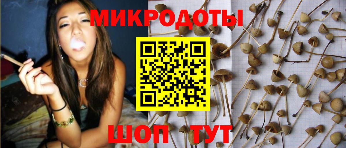 Псилоцибиновые грибы Psilocybe Котельники